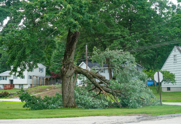 Tree Service Company in Westmont, NJ